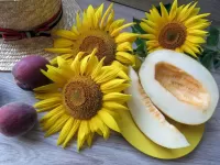 Пазл Дыня и подсолнухи