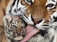 Пазл Добрая мама