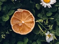 Пазл Долька апельсина