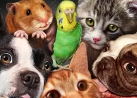 Пазл Домашние любимцы