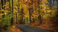 Пазл Дорога в осенний лес