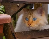 Пазл Дождь идет