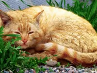 Пазл Дремлющий кот