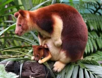 Пазл Древесный кенгуру 