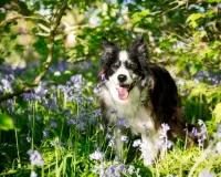 Пазл Друг человека