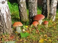 Пазл Дружная семейка