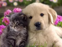 Пазл Друзья