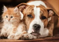 Пазл Друзья 