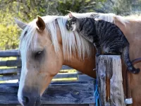 Пазл Друзья 1