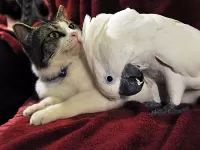 Пазл Друзья