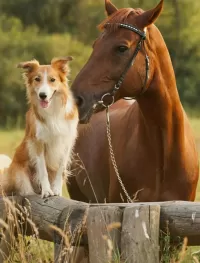 Пазл Друзья 