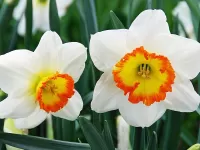 Пазл Дуэт нарциссов