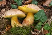 Пазл Два боровика