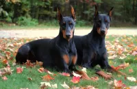 Пазл Два добермана