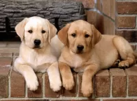 Пазл Два друга