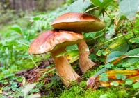 Пазл Два гриба