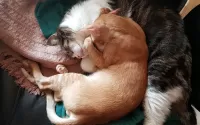 Пазл Два кота