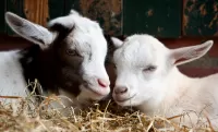 Пазл Два козлёнка