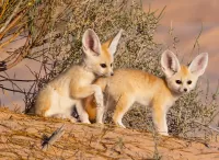 Пазл Два лисенка