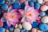 Пазл Два лотоса