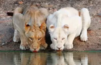 Пазл Два льва