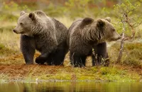 Пазл Два медведя
