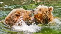 Пазл Два медведя