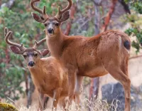 Пазл Два оленя