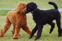 Пазл Два пуделя