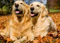 Пазл Два ретривера 