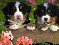 Пазл Два щенка 