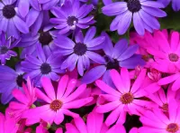 Пазл Два цвета