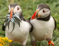 Пазл Два тупика