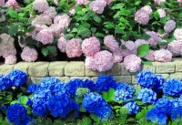 Пазл Две гортензии