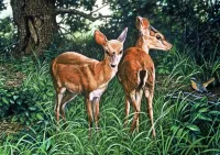 Пазл Две косули