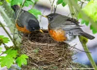 Пазл Две малиновки