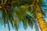 Пазл Две пальмы