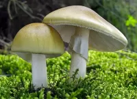 Пазл Две поганки