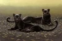 Пазл Две пантеры