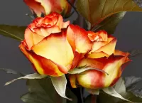 Пазл Две розы