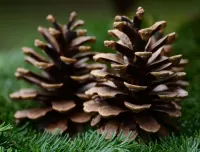 Пазл Две шишки