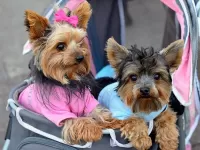 Пазл Две собаки