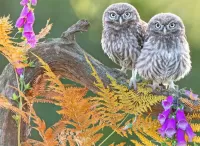 Пазл Две совы