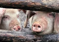 Пазл Две свиньи