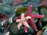 Пазл Две звезды