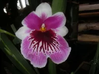 Пазл Розово-белый цветок