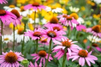 Пазл Echinacea purpurea