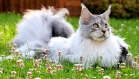 Пазл Его котейшиство 