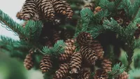 Пазл Еловые шишки