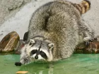 Пазл Енот полоскун 